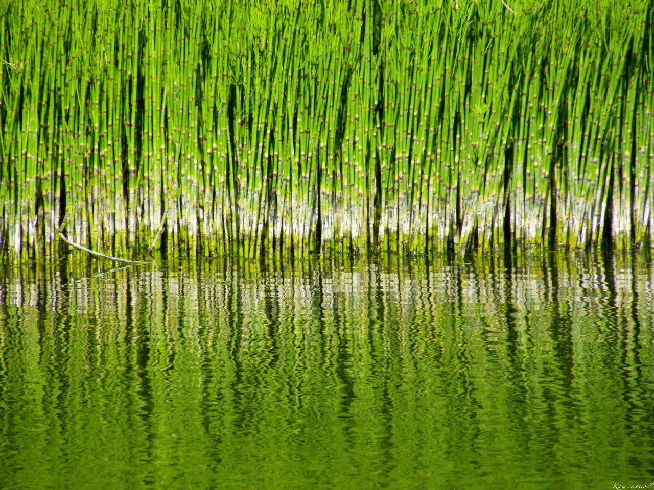 Wallpapers Nature Water - Reflection Les prles