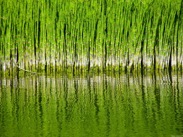 Fonds d'cran Nature Eau - Reflets Les prles