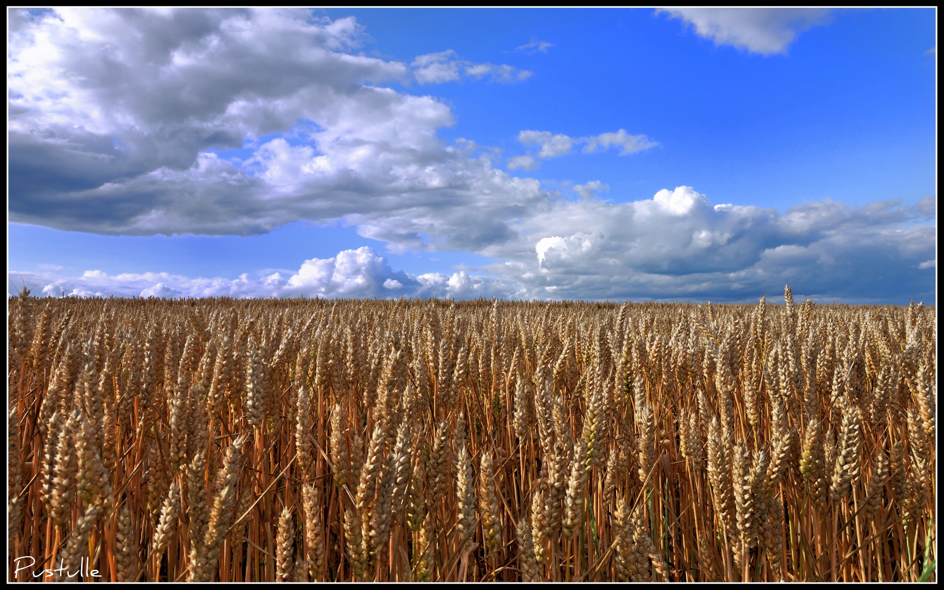 Fonds d'cran Nature Champs - Prairies Champ de bl