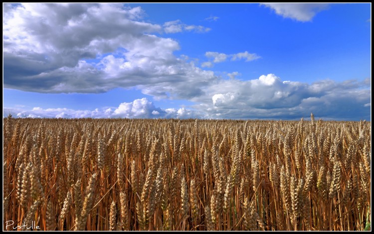 Wallpapers Nature Fields Champ de bl