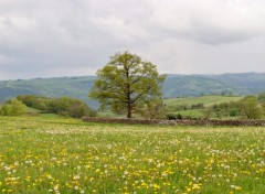 Fonds d'cran Nature champ aveyronais