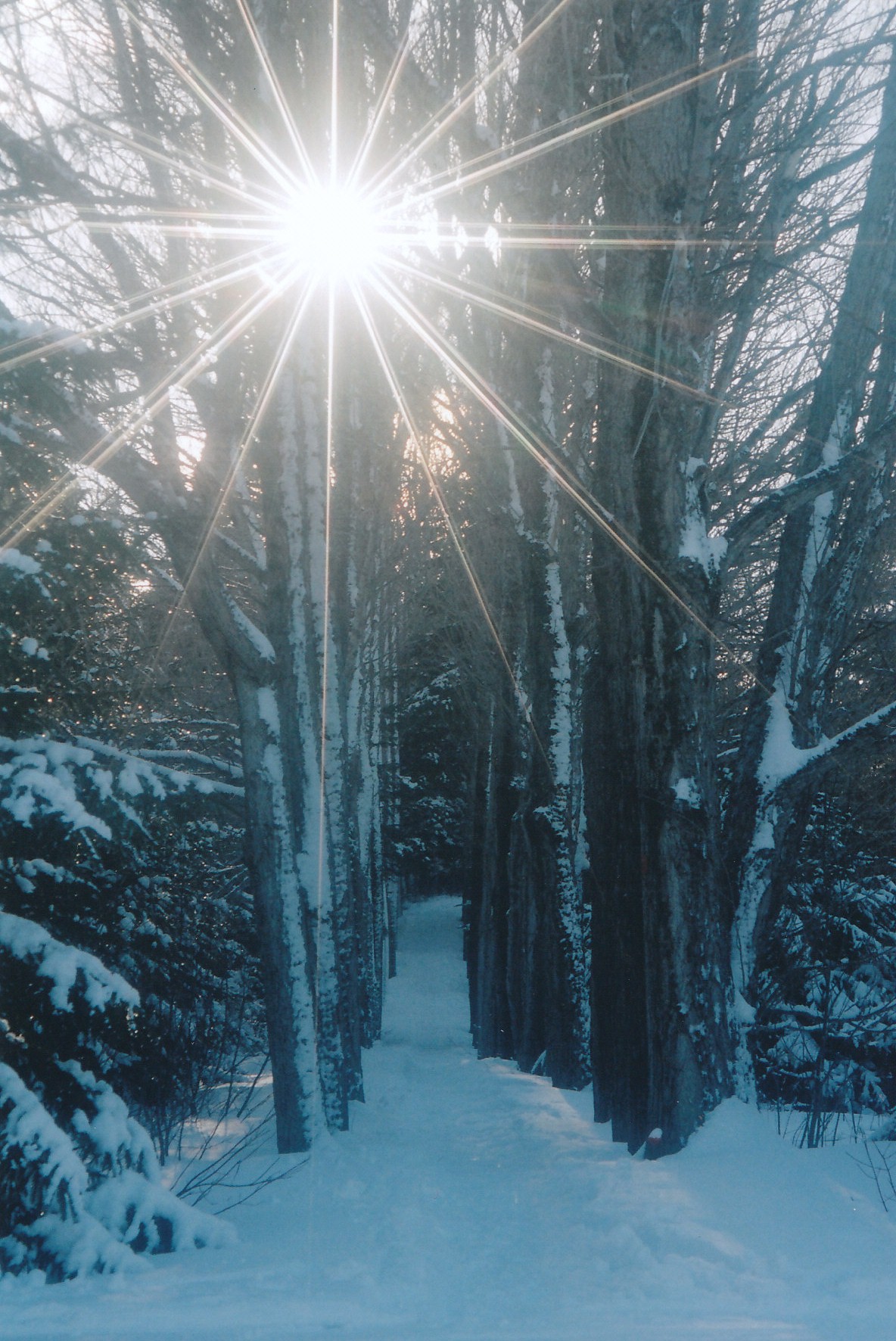 Fonds d'cran Nature Arbres - Forts Sentier lumineux