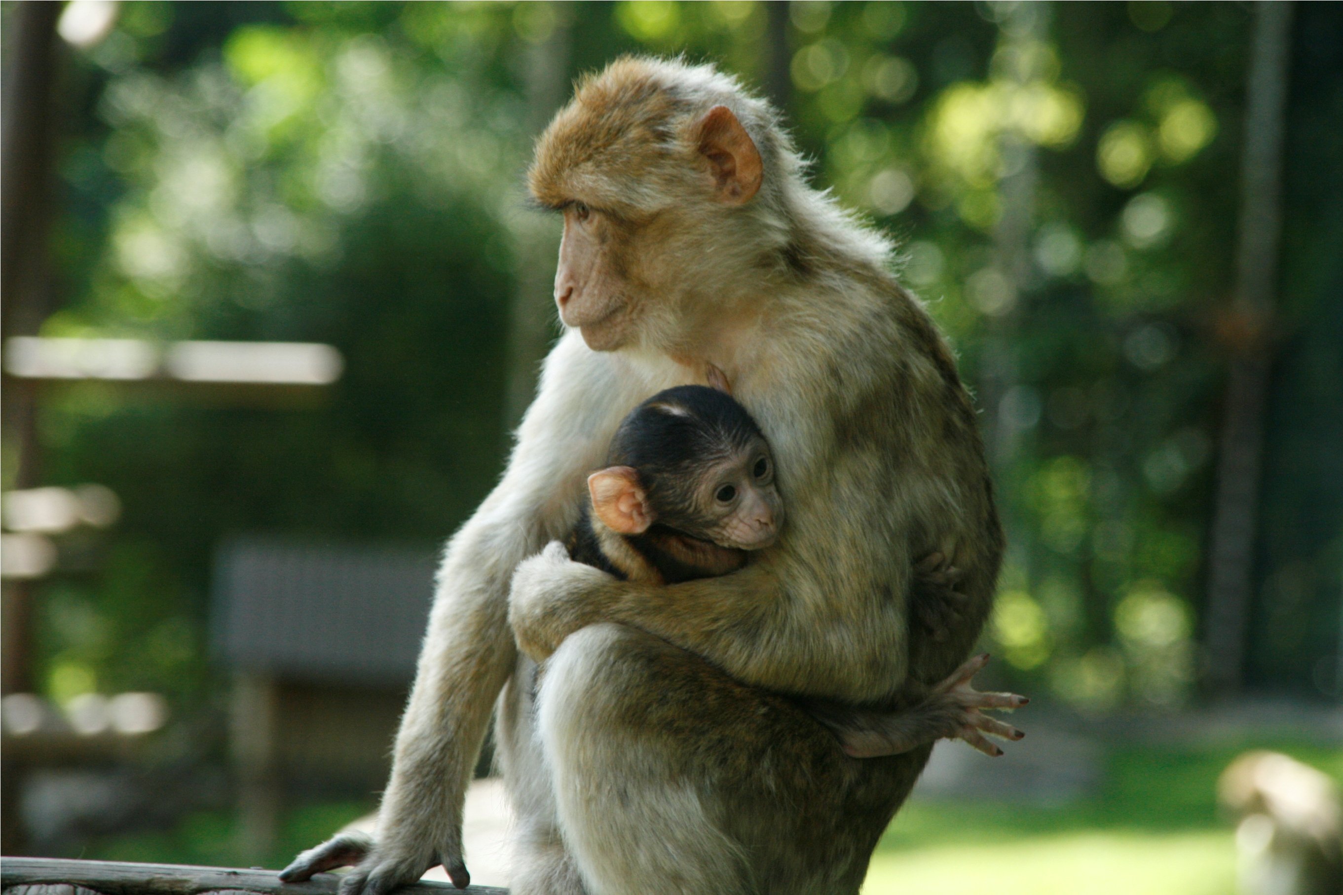 Wallpapers Animals Monkeys Maman et bb singe