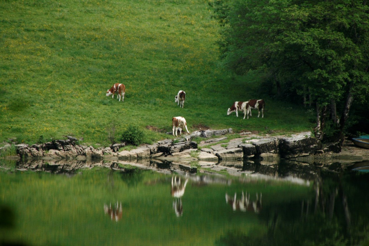 Wallpapers Nature Water - Reflection Miroir vache