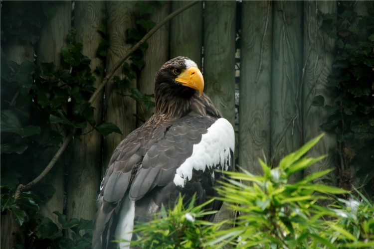 Wallpapers Animals Birds - Eagles Royal aigle