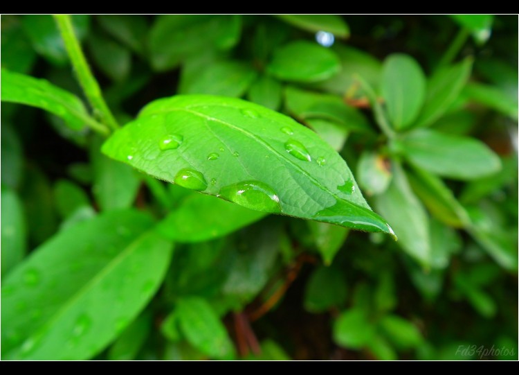 Fonds d'cran Nature Feuilles - Feuillages Aprs la pluie