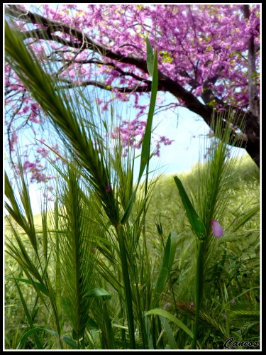 Fonds d'cran Nature Herbes Ah! le printemps