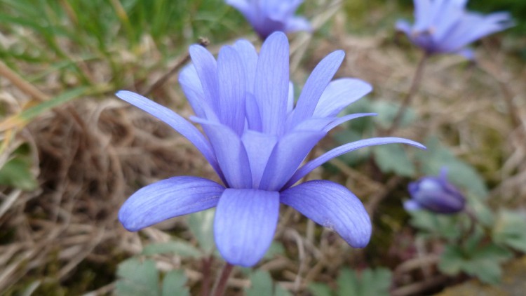 Fonds d'cran Nature Fleurs Fleur bleue