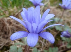 Fonds d'cran Nature Fleur bleue