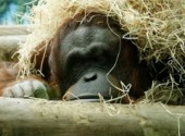 Fonds d'cran Animaux Le repos du singe