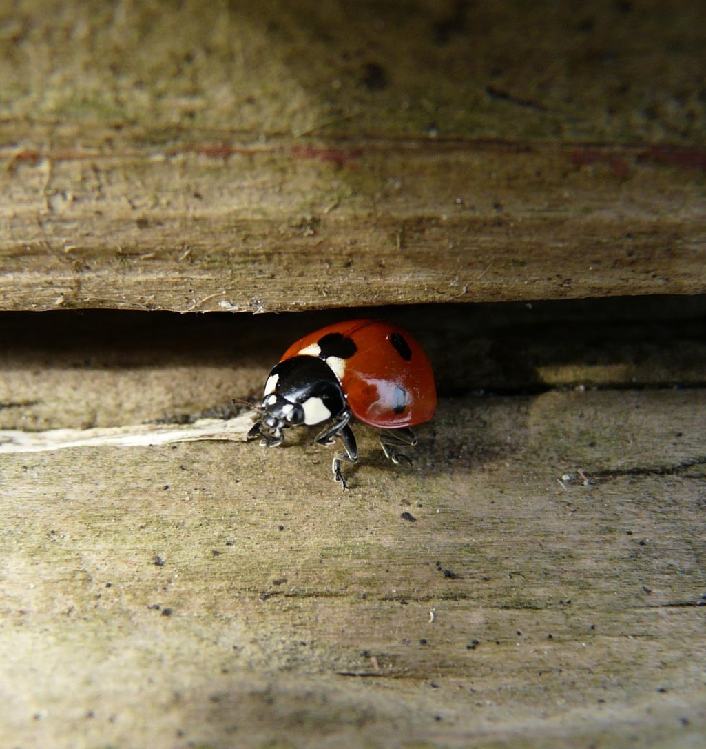 Fonds d'cran Animaux Insectes - Coccinelles coccinelles