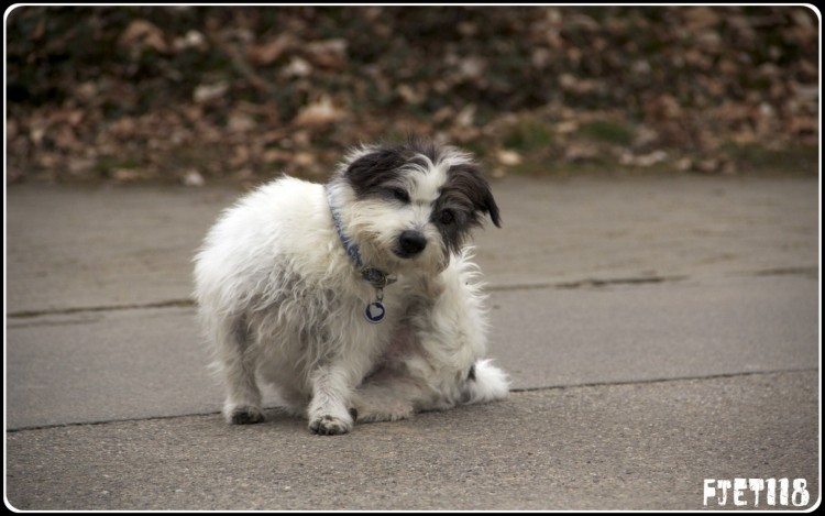 Fonds d'cran Animaux Chiens Chien en balade