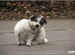 Fonds d'cran Animaux Chien en balade