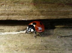 Fonds d'cran Animaux coccinelles