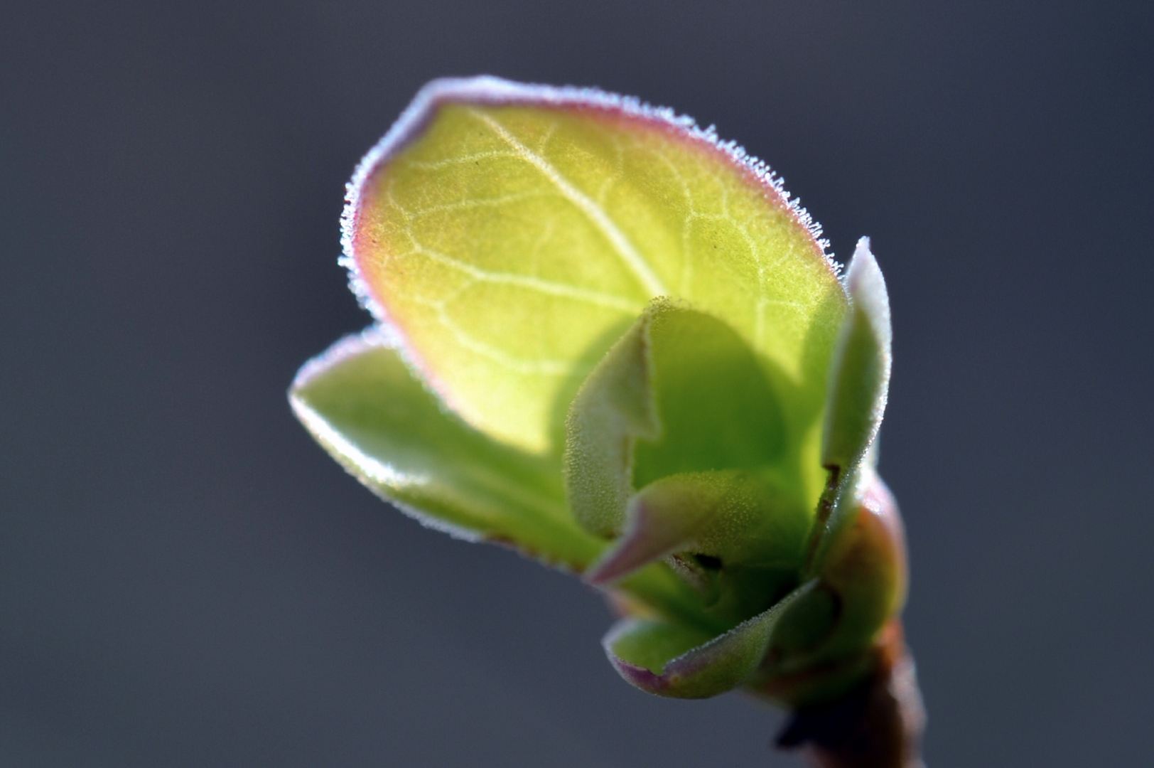 Wallpapers Nature Buds sous le soleil printannier 