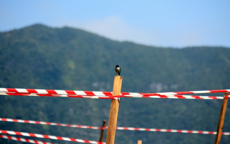 Fonds d'cran Animaux Oiseaux - Divers Un Spectateur