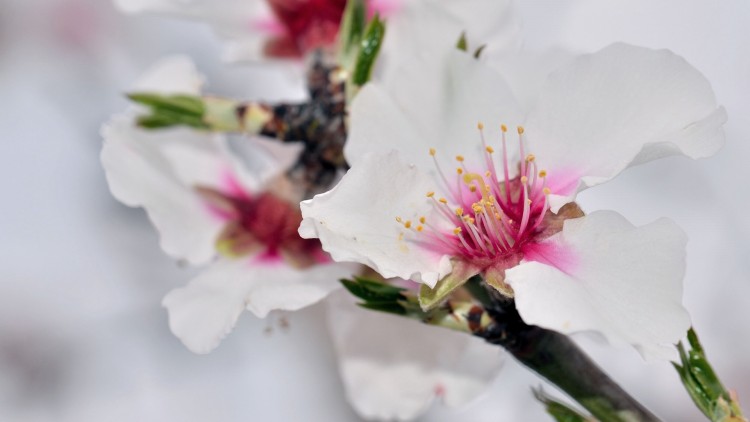 Fonds d'cran Nature Fleurs amandier en fleurs