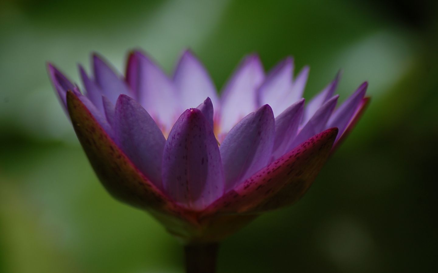 Fonds d'cran Nature Fleurs 