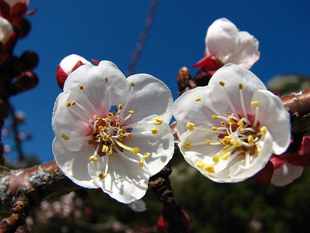 Wallpapers Nature Flowers Fleurs d'abricotier 2011