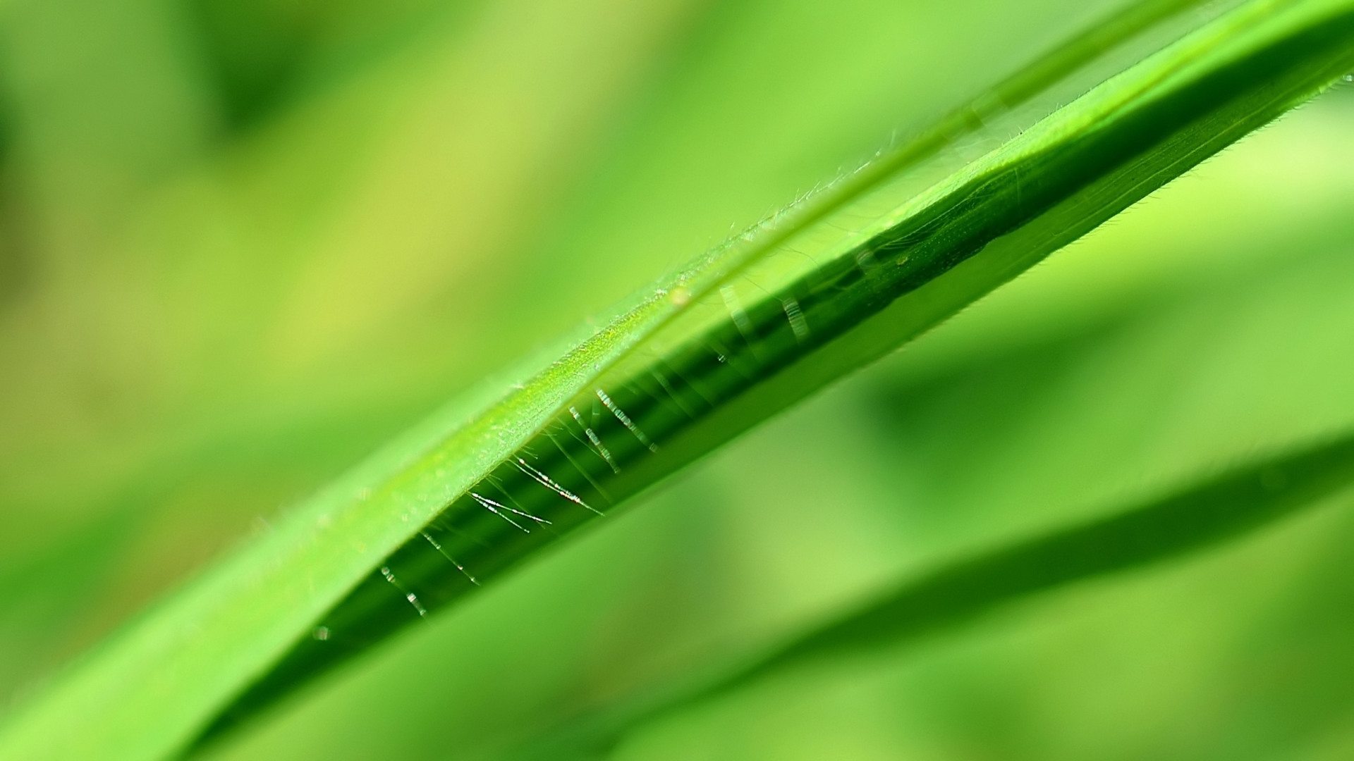 Fonds d'cran Nature Herbes Herbe nouvelle...