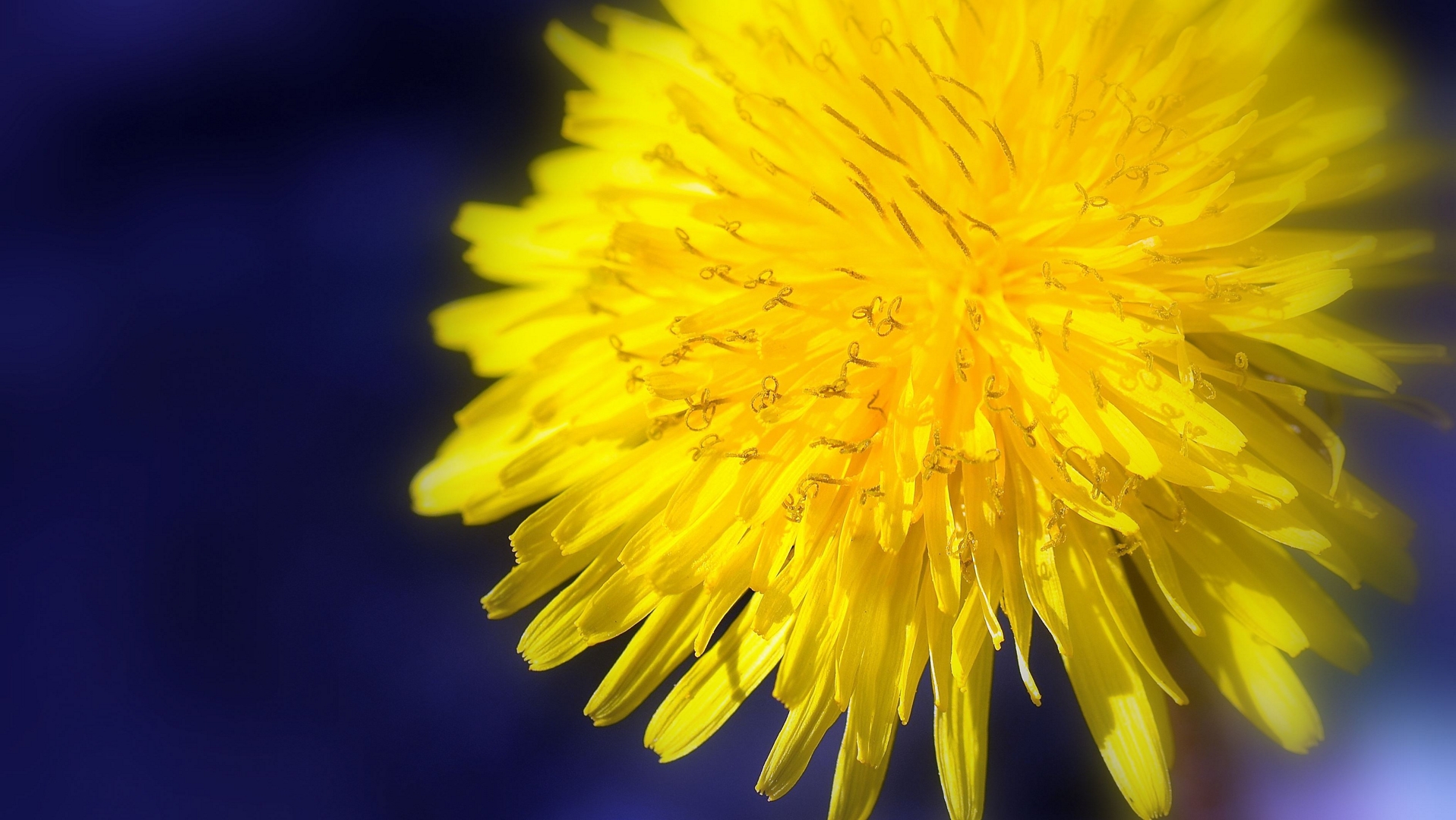 Fonds d'cran Nature Fleurs fleur soleil