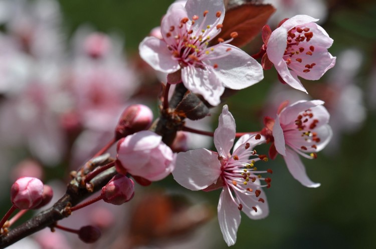 Fonds d'cran Nature Fleurs c'est le printemps !!!