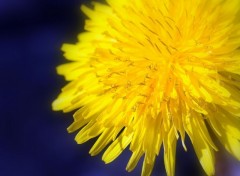 Fonds d'cran Nature fleur soleil