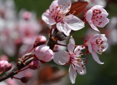 Fonds d'cran Nature c'est le printemps !!!