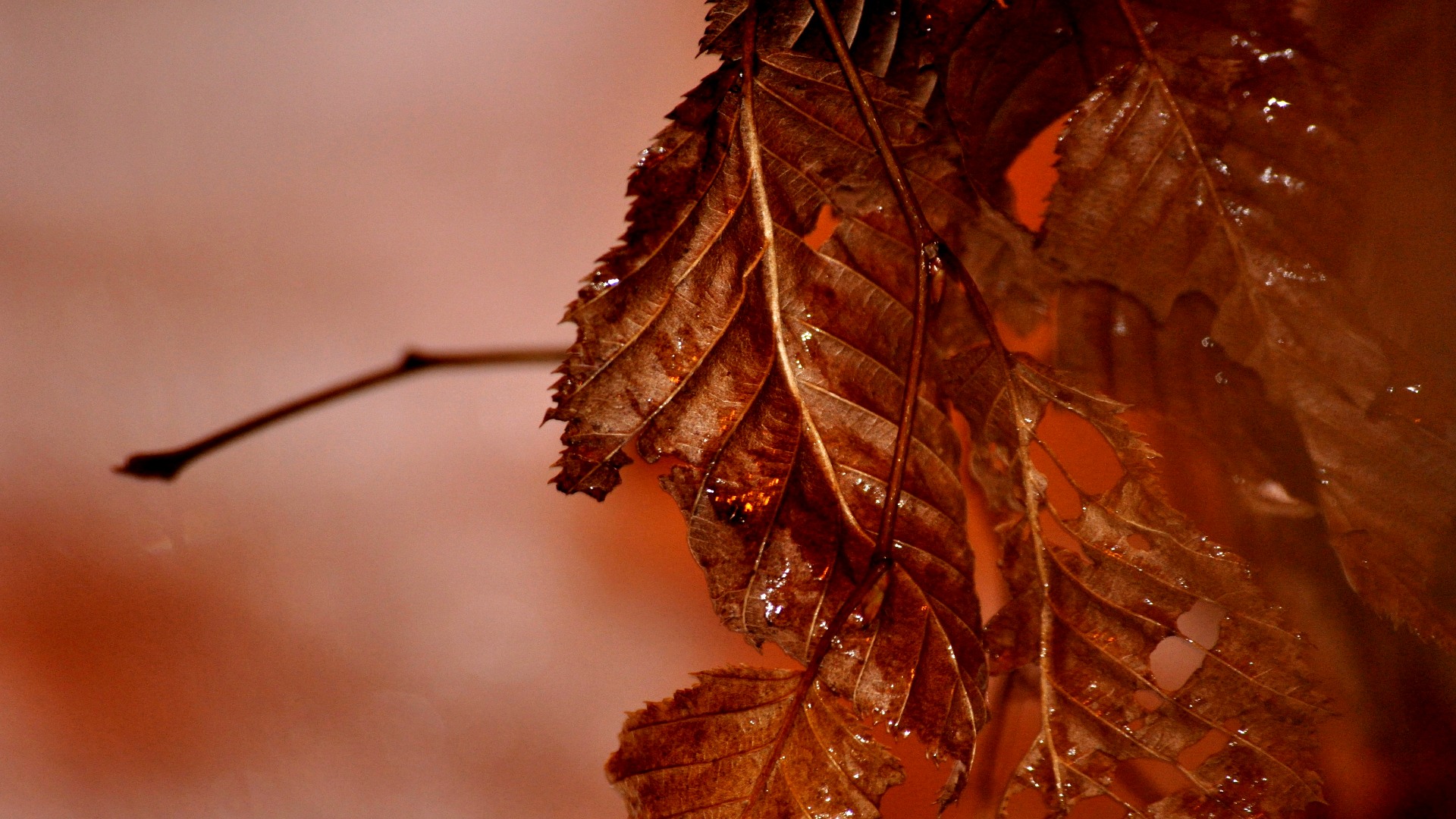 Wallpapers Nature Leaves - Foliage 