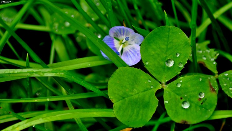 Fonds d'cran Nature Fleurs vert sans espoir ... ^^