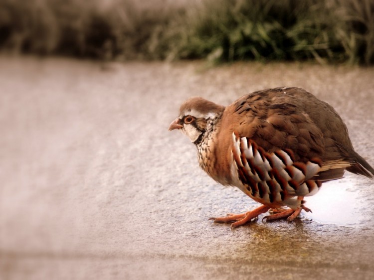 Fonds d'cran Animaux Oiseaux - Divers Wallpaper N277280