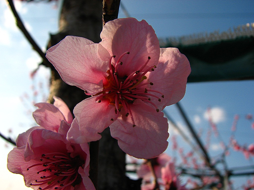 Fonds d'cran Nature Fleurs Pcher .... en 2011 ...