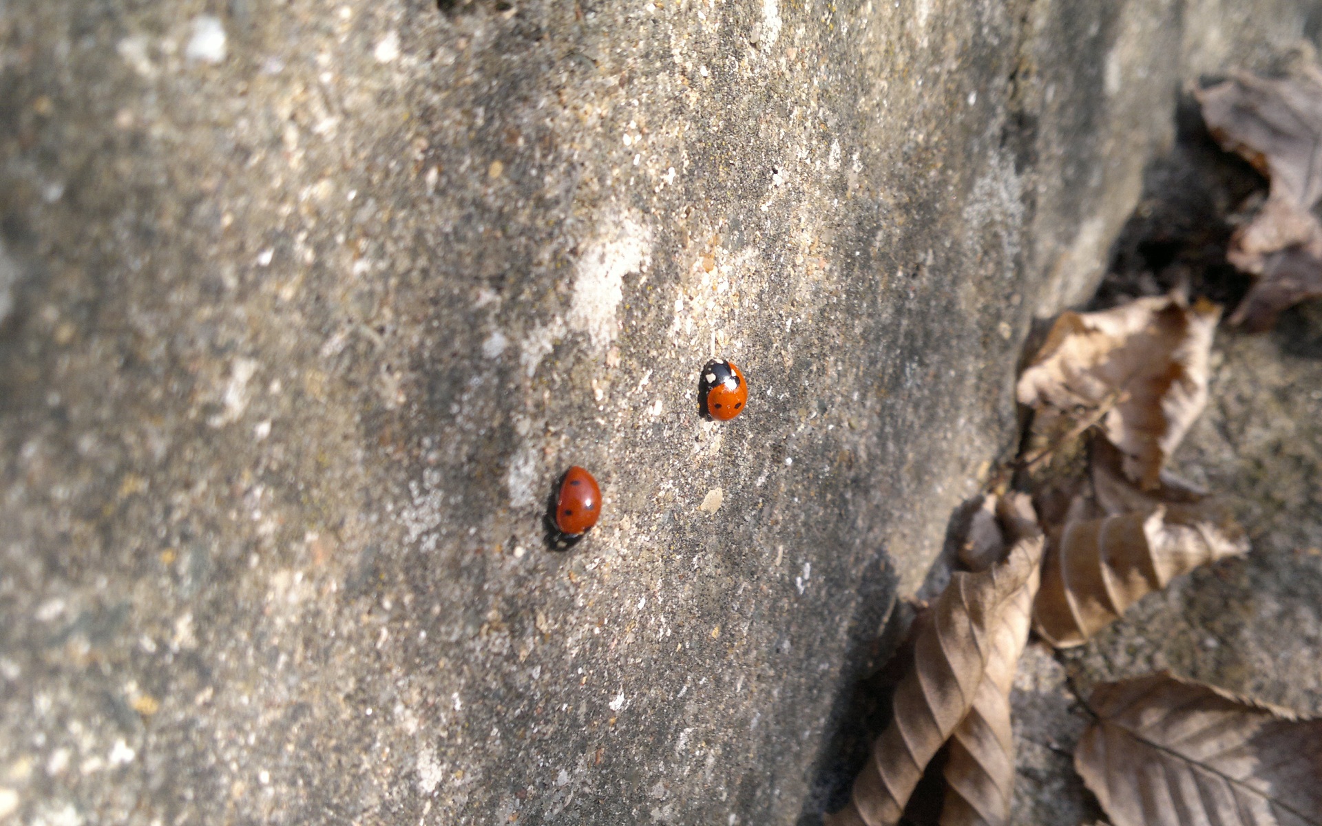 Wallpapers Animals Insects - Ladybugs 