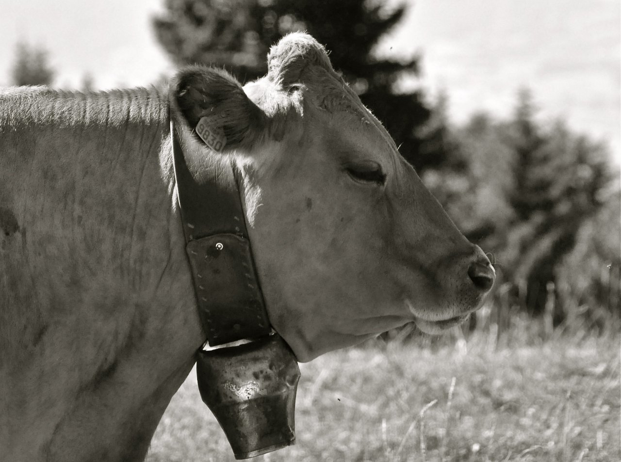 Fonds d'cran Animaux Vaches - Taureaux - Boeufs 