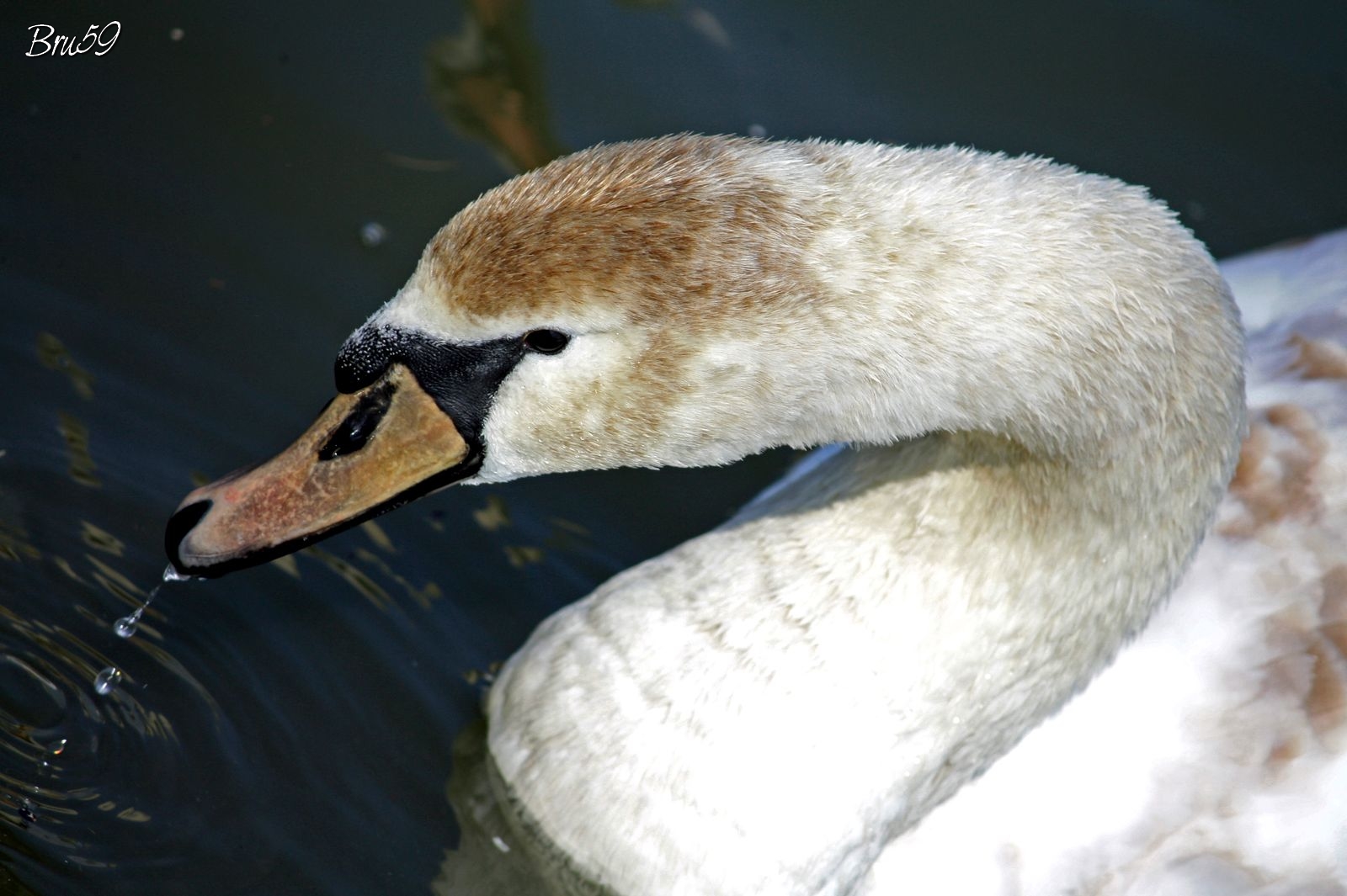 Fonds d'cran Animaux Oiseaux - Cygnes Cygne gris buvant