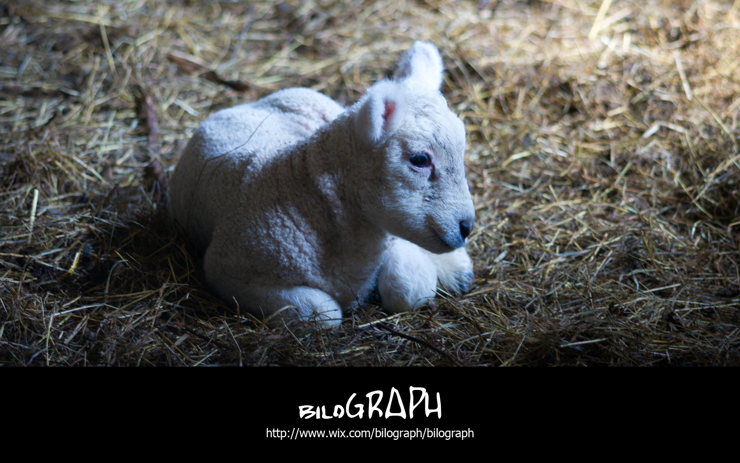 Fonds d'cran Animaux Moutons - Mouflons mouton