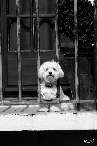 Wallpapers Animals Dogs Bichon sur terrasse