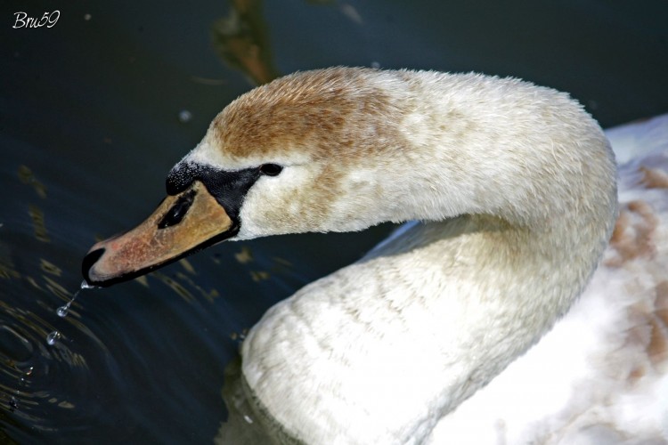 Fonds d'cran Animaux Oiseaux - Cygnes Cygne gris buvant