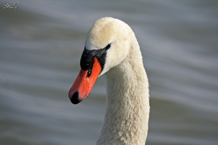 Wallpapers Animals Birds - Swans Cygne regard inquiet