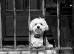 Fonds d'cran Animaux Bichon sur terrasse