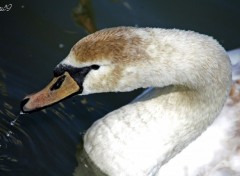 Fonds d'cran Animaux Cygne gris buvant