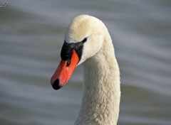 Wallpapers Animals Cygne regard inquiet