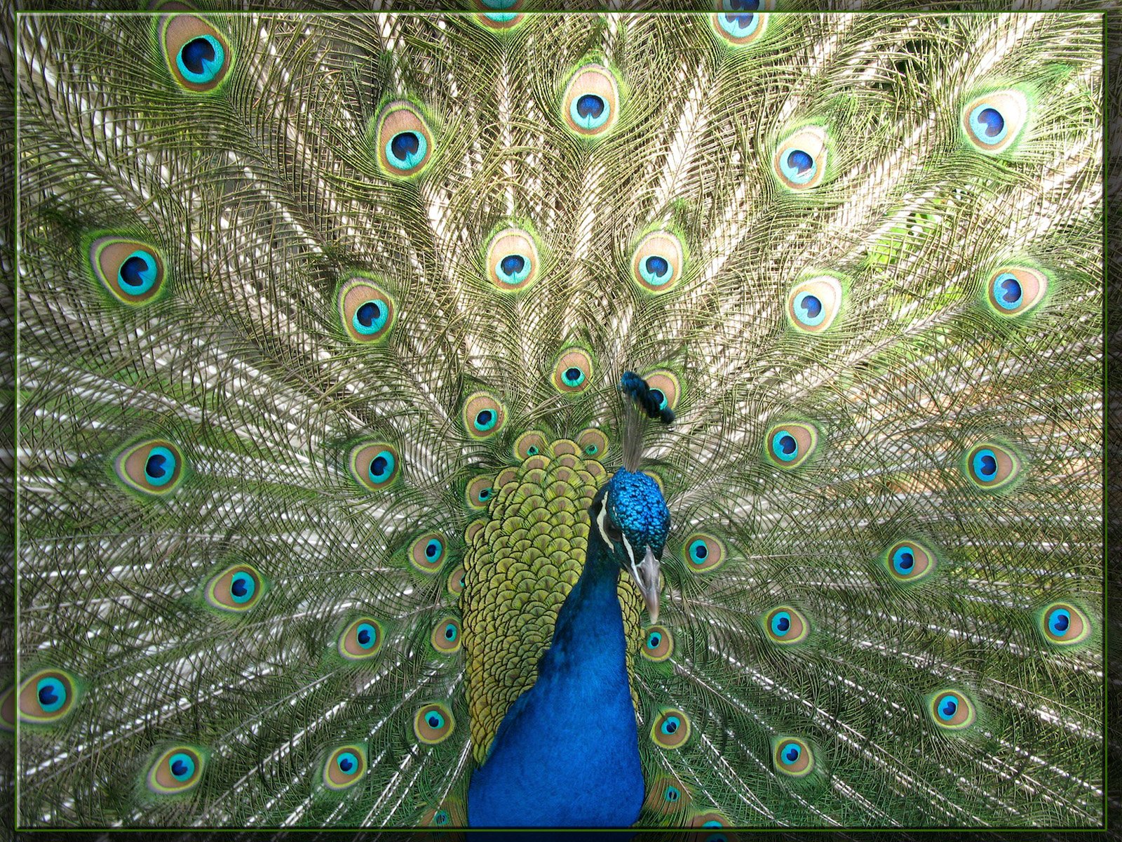 Wallpapers Animals Birds - Peacocks 