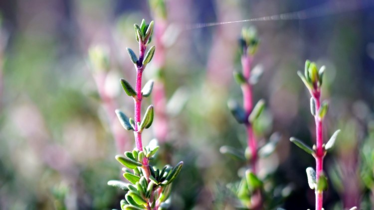 Fonds d'cran Nature Plantes - Arbustes Jeune pousse de thym