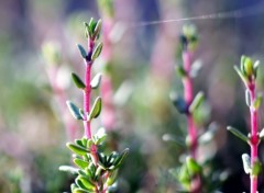 Fonds d'cran Nature Jeune pousse de thym