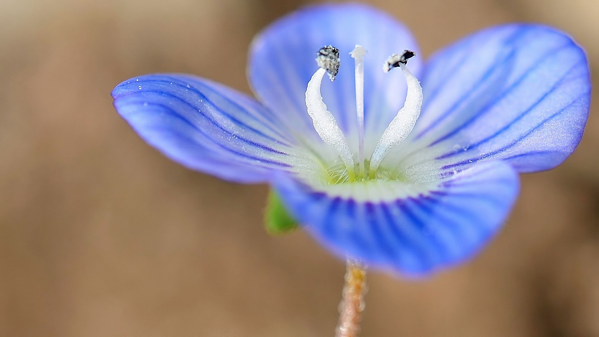 Wallpapers Nature Flowers coeur de vronique....