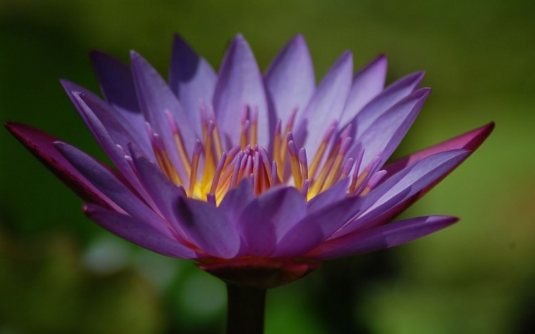 Fonds d'cran Nature Fleurs Lotus