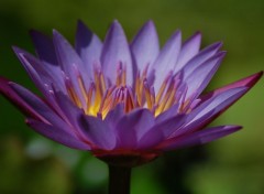 Fonds d'cran Nature Lotus