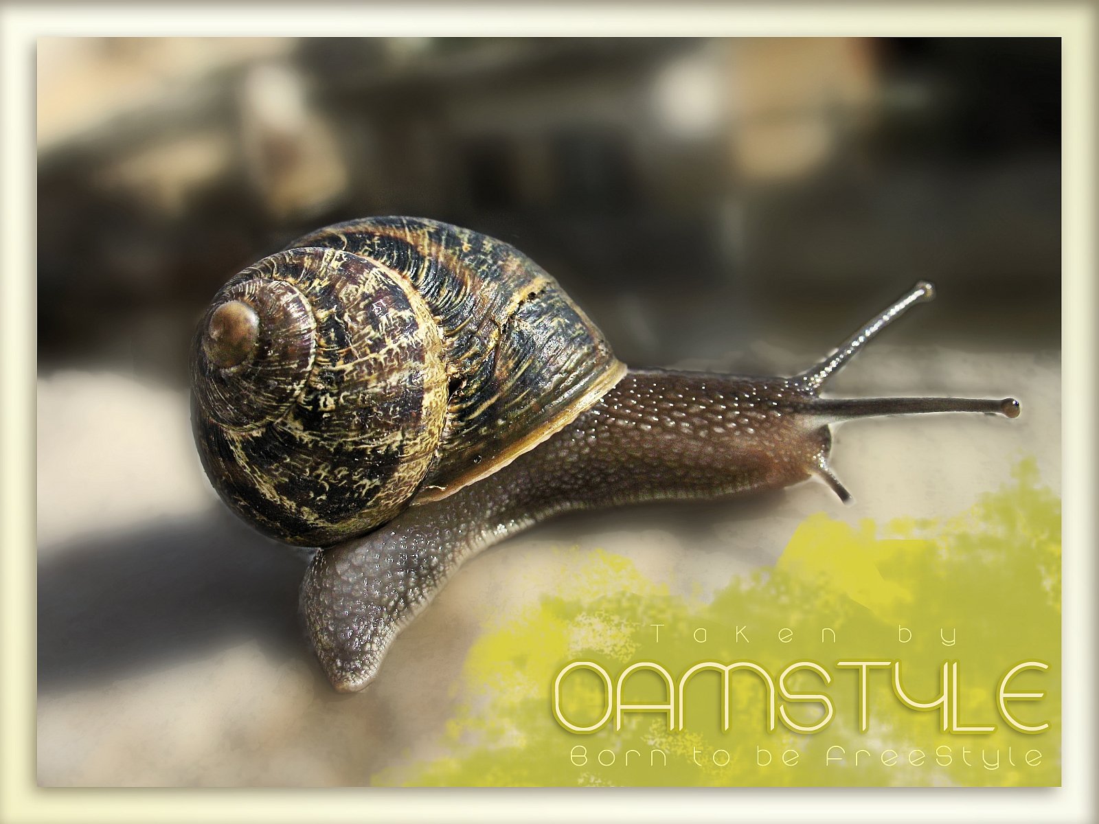 Fonds d'cran Animaux Escargots - Limaces snailstyle