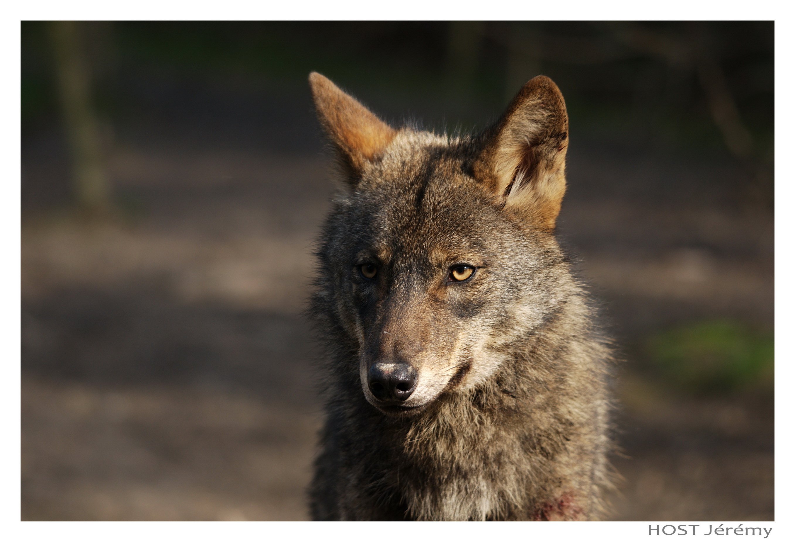 Fonds d'cran Animaux Loups Wolf .7